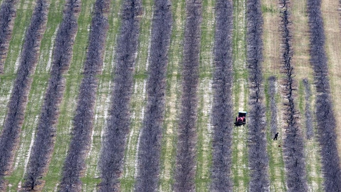 Migrant workers prune fruit trees in Pereaux, N.S.