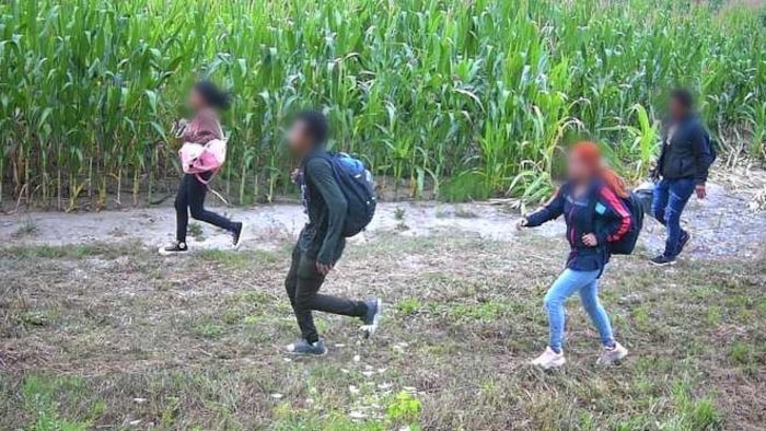 Quatre personnes marchent le long d'un champ de maïs.