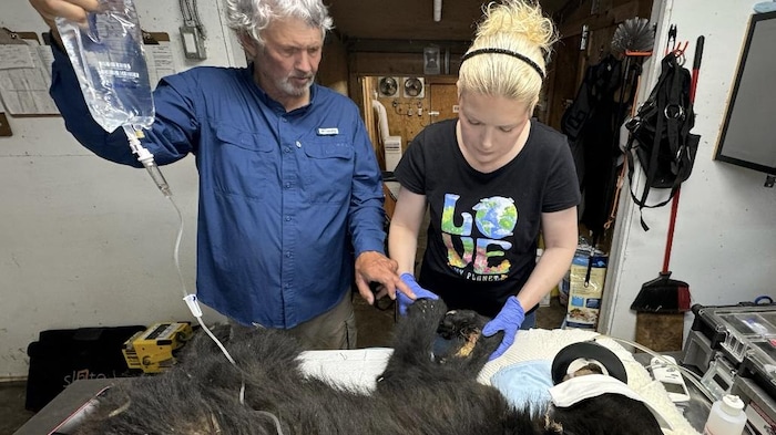 Mike et Ella McIntosh du Bear With Us Centre, experts dans le sauvetage et la réadaptation des ours noirs sauvages.