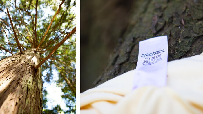 Un arbre et une étiquette de vêtements.