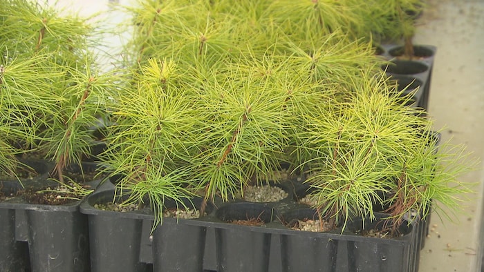 Des plants d'arbres dans de petits contenants.