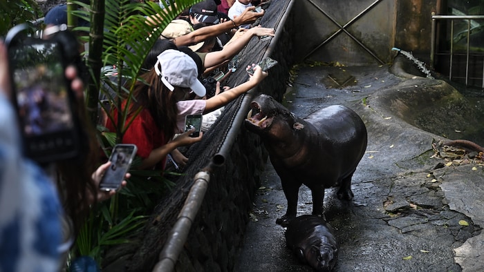 Moo Deng, Ou L’heure De Gloire D’un Hippopotame Rare | Radio-Canada