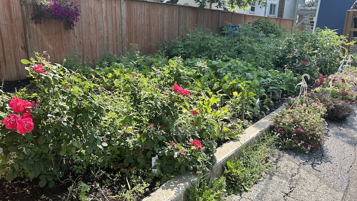 Un potager avec des fleurs, des herbes aromatiques et des légumes.