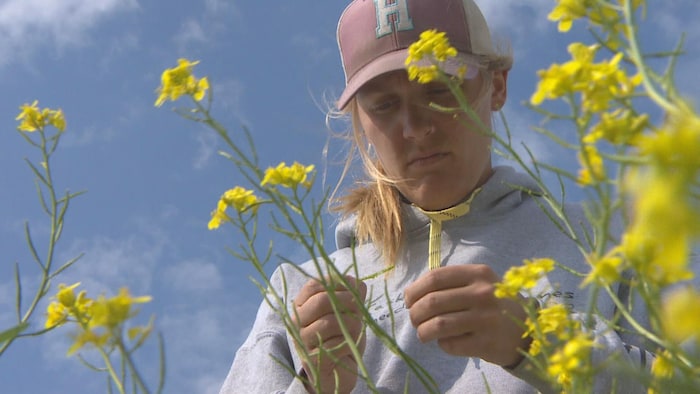 Moriah Andrews, entourée de plants de moutarde, examine une gousse.