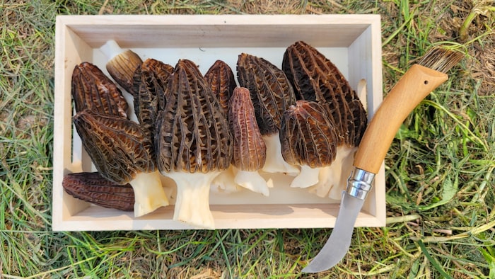 Morilles cultivées fraîchement récoltées par Félix-Antoine Deschênes-Picard et Mathieu Bernier dans leurs serres à Saint-Jean-Port-Joli dans le Bas-Saint-Laurent.