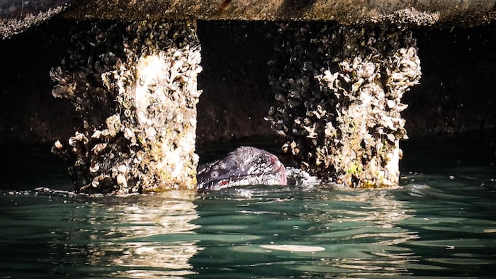 Le Petit D’une Baleine Noire De L’Atlantique Nord Est Retrouvé Mort ...