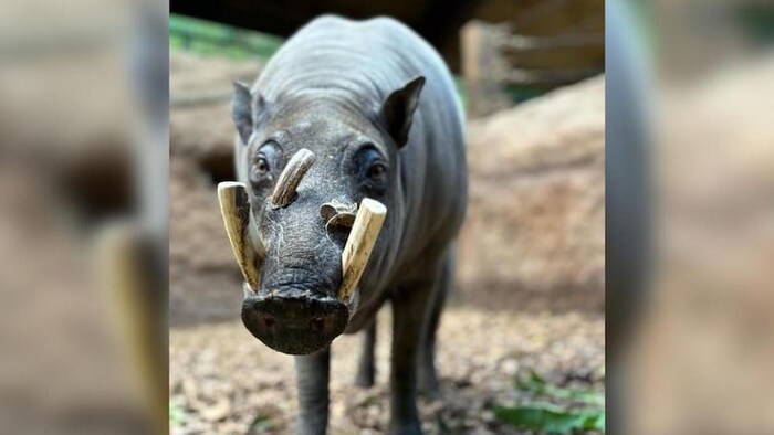 Un babiroussa, un mammifère qui ressemble à un rhinocéros, de face.