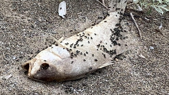 Un gros poisson mort sur une plage
