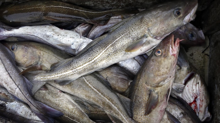 Des morues sur un bateau de pêche.