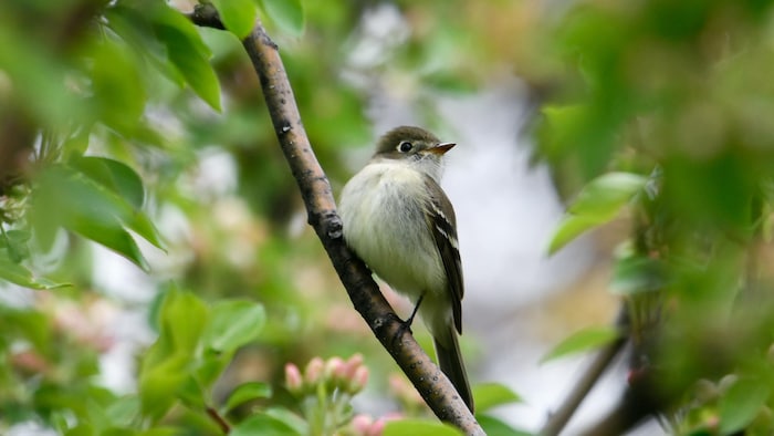 Un oiseau sur une branche regarde en l'air.