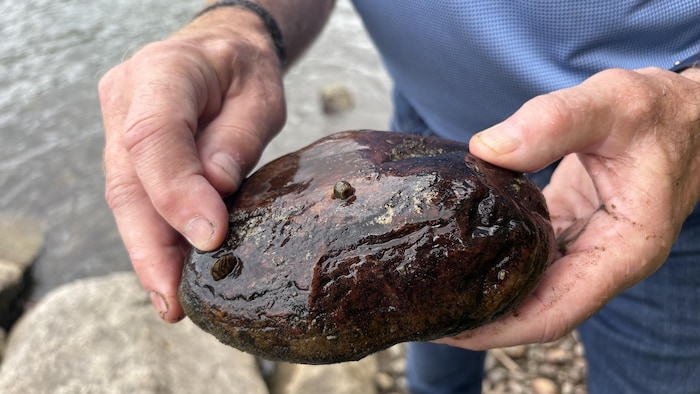 Denis Petitclerc pointe une moule zébrée juvénile sur une roche qu'il a sorti du lac.