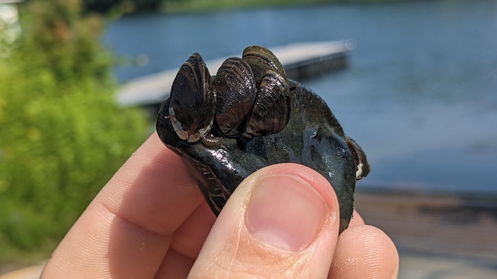 Gros plan d'une main tenant une moule zébrée.