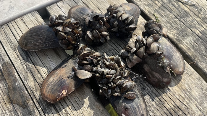 Plusieurs moules indigènes, en cercle, sur lesquelles sont accrochées des dizaines de moules zébrées.