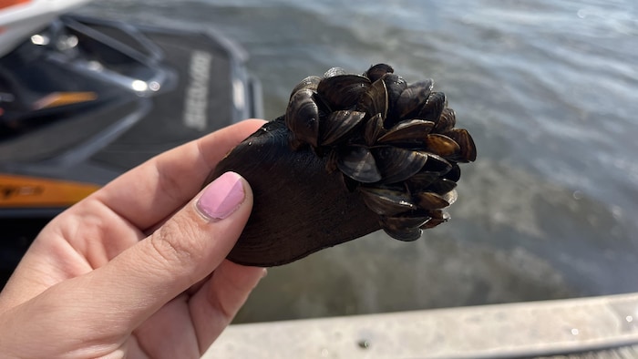 Une moule indigène sur laquelle sont accrochées des dizaines de petites moules zébrées.