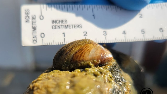 Une coquille de moule zébrée est mesurée avec une règle.
