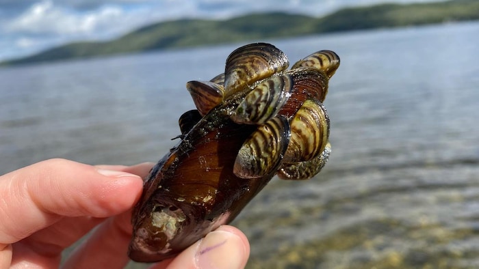 De petites moules zébrées attachées sur une moule plus grosse.