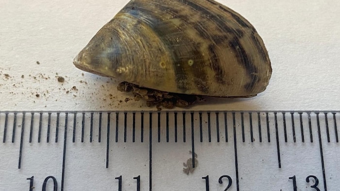 Une moule zébrée.