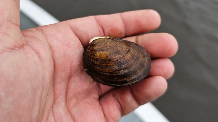 Gros plan sur une moule tenue dans une main.
