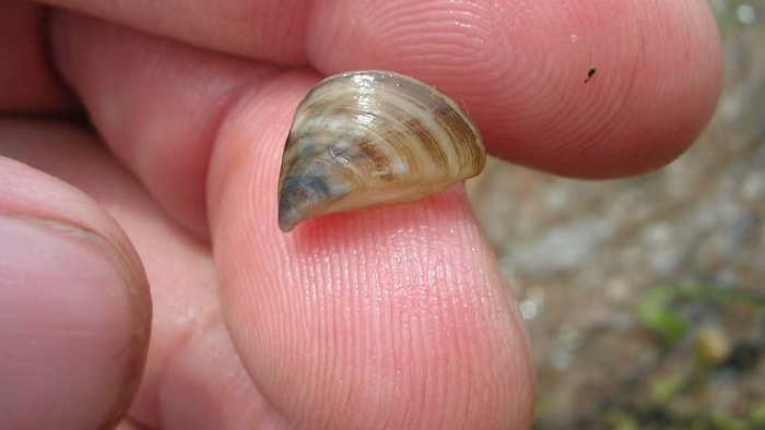 Une moule zébrée.