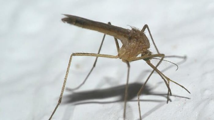 Un moustique Culiseta melanura.