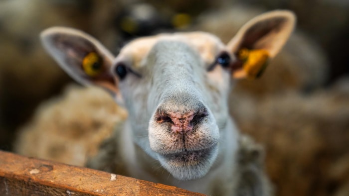 Un mouton.
