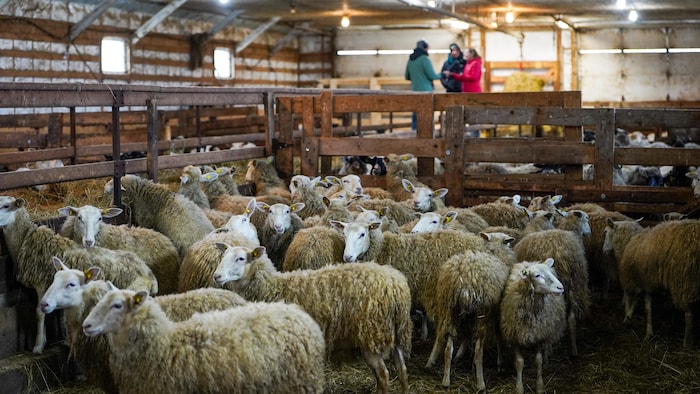 Des moutons dans une bergerie.