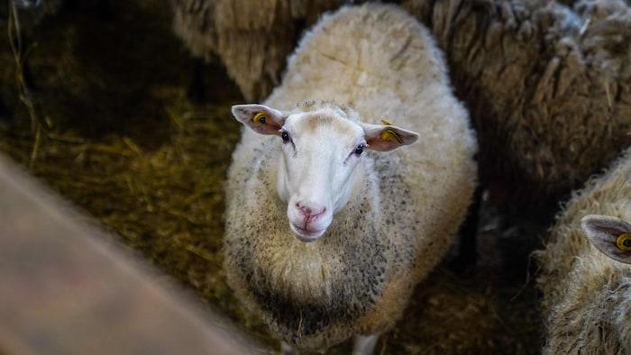 Un mouton.