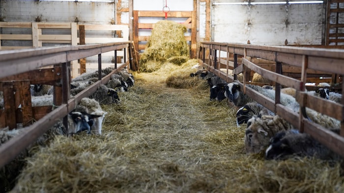 Des moutons dans la bergerie.