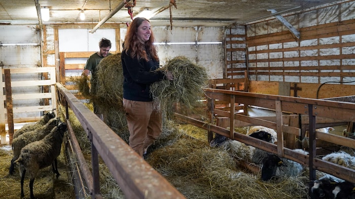 Un homme et une femme distribuent du foin à leurs moutons.