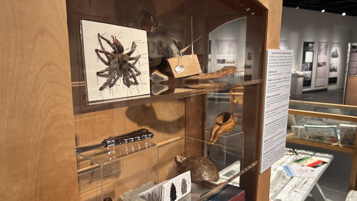 une grande araignée naturalisée fixée avec des épingles sur un support, une petite pipe sculptée, une carapace et des pointes taillées. Un texte explicatif est collé sur le montant extérieur.