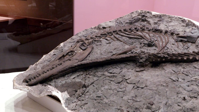 Le Mosasaurus missouriensis en exposition.