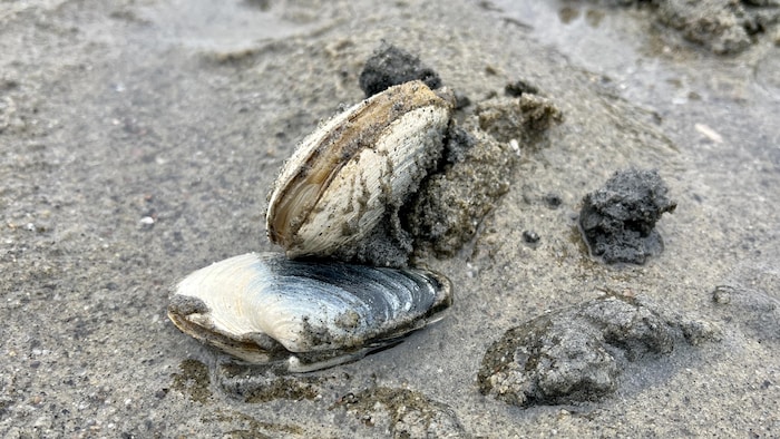 Deux myes communes sont posées sur le sable. 