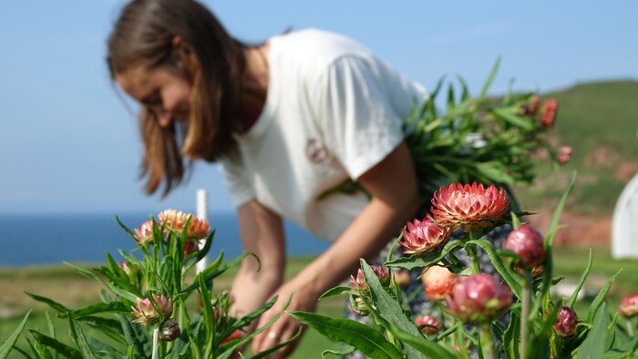 Les Fleurs de Simone - Ferme Florale