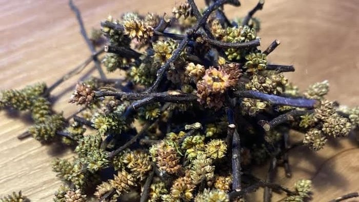 Des branches de myrique baumier. 
