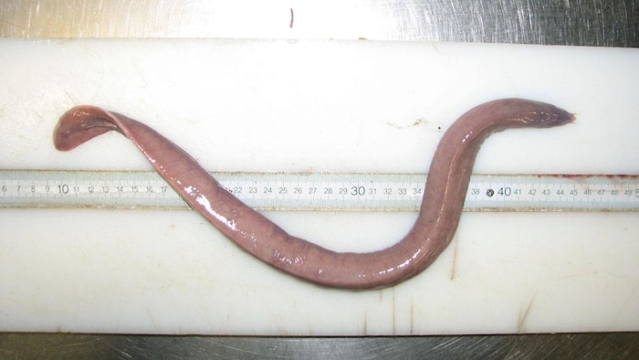 Une myxine du nord. Cela ressemble à une anguille ou un serpent. 
