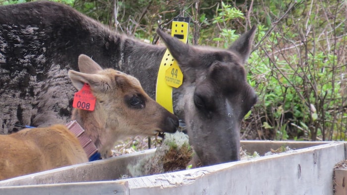 Une maman caribou et un bébé caribou de la harde de Val-d'Or se nourrissent de lichens