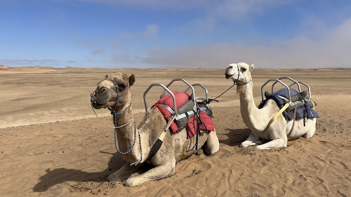 Deux dromadaires au sol.  