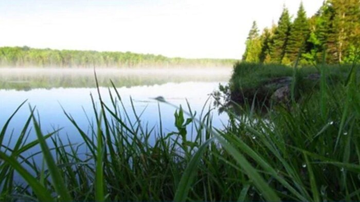 Un lac entouré de végétation
