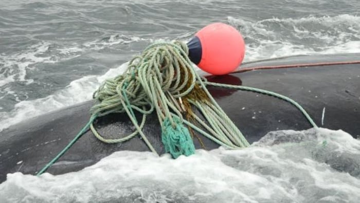 Une baleine noire, empêtrée dans de l'équipement de pêche, dans la baie de Fundy.