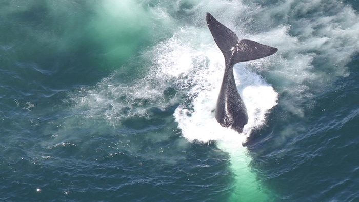 Queue d'une baleine sortant de l'eau.