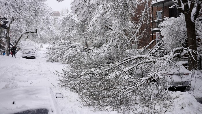 أغصان هوت على سيارة في الشارع جراء ثقل الثلج.