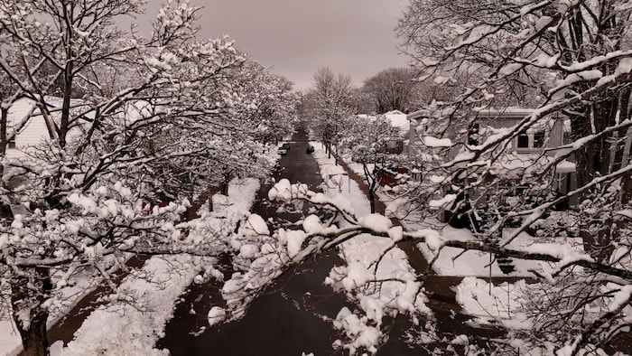 Une rue d'Halifax après une chute de neige mouillée.