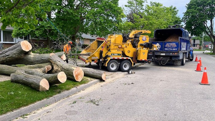 Des arbres coupées prêts à être ramasser.