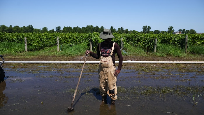 David Peters se tient dans les eaux de crue alors qu'il actionne une pompe pour évacuer l'eau autour des vignes aux vignobles Zabek, à Niagara-on-the-Lake, à la suite des inondations soudaines causées par de fortes pluies dans la région, le mercredi 5 août 2026.