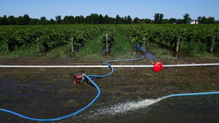 Les eaux de crue sont visibles entre les rangs de vignes aux vignobles Zabek, à Niagara-on-the-Lake, à la suite d'inondations soudaines causées par de fortes pluies dans la région, le mercredi 5 août 2026.