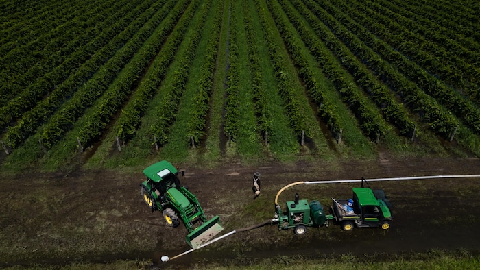 Les eaux de crue sont visibles entre les rangs de vignes aux vignobles Zabek, à Niagara-on-the-Lake, à la suite des inondations soudaines causées par les fortes pluies survenues dans la région, le mercredi 5 août 2026.