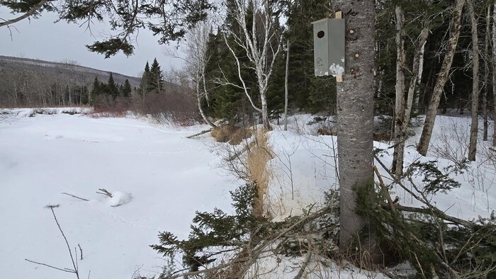 Nichoir dans un arbre sur le bord d'un cours d'eau gelé et enneigé.