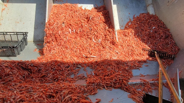 Un grand tas de crevettes.