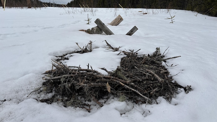 Un nid d'oiseau vide entouré de neige.