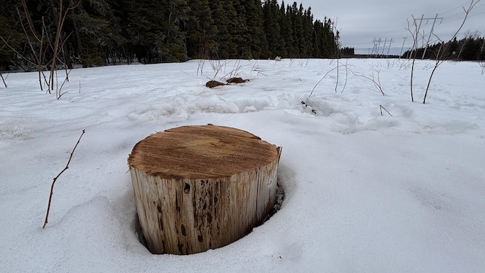 Une base de bois sciée, entourée de neige.